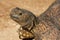 A close up of a Leopard tortoise