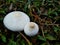 Close up of Lepiota mushroom growing wild among the grass.