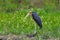 Close up of Lesser adjutant stork