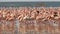 Close up of lesser flamingos marching on the shore of lake bogoria in kenya