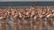 Close up of lesser flamingos marching on the shore of lake bogoria in kenya