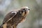 This is a close up of a lesser sooty owl it is watching out for danger