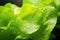 Close up on lettuce leaf cultivation