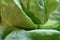 Close up of lettuce leaves