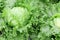 Close up lettuce plants growing in the garden, fresh green hydroponic vegetable