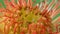 Close up of leucospermum flower in bubbling water. Stock footage. Unusual flower bud with petals looking like tentacles.