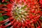 Close-up of leucospermum pincushion protea flower