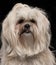 Close-up of Lhasa Apso, 2 and a half years old