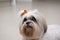 Close up of lhasa apso dog with orange bow. small domestic animal. man`s best friend. Pet concept