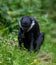 Close up of Lhoest`s monkeys Cercopithecus lhoesti