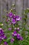 Close up of liac blossoms beardtongues.