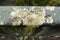 Close-up on lichen growing on wooden handrail