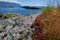 Close up of lichen, sedums and other flora on rock on the shore in Nuchatlitz Inlet