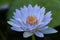 Close up light blue blooming waterlily or lotus flower