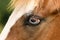 Close up of light blue eye of Pinto horse with genetic mutation affecting pigment development called complete heterochromia
