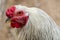 Close up of Light Brahma bantam rooster