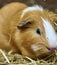 Close up of light brown guinea pig created using generative ai technology