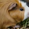 Close up of light brown guinea pig created using generative ai technology