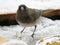 Close up of a light brown junco in the snow
