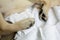 Close up of light colored puppy paw. Dog feet and legs on white towel. Image of dog paws, top