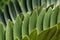 Close up light green leaves of Zamia furfuracea known as cardboard palm or cardboard cycad, abstract natural green plant