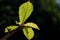 A close-up of light green sakura leaves on black background.