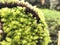 Close up Light green Spruce Picea Glauca, feeling fresh in the morning, beautiful natural background concept.