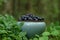 A close up of light mint ceramic bowl with fresh ripe bilberries (Vaccinium myrtillus) in the forest, natural blurred