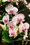 Close up of Light Pink Flowers of a Phalaenopsis Orchid