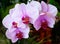 Close-up of light pink and fuchsia moth orchids