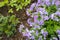 Close up Light purple and dark purple small flowers in the garden, in the forest, in the field