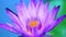 Close up light purple lotus blooming after rain fall blur two color background