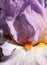 Close-up of light purple and white bearded iris flower with orange accents