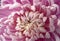 Close-up of light red Chrysanthemum Flower