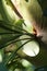 Close-up of light sterile or basal frond of a Staghorn fern