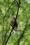 Close-up of a light-vented Chinese Bulbuls Pycnonotus sinensis sitting in a tree