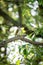 Close-up of a light-vented Chinese Bulbuls Pycnonotus sinensis sitting in a tree