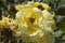 close-up: light yellow giant rose