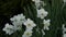 Close-up of lighted white Pseudonarcissus in the grass. Narcissus flower bulbs and petals. 4K