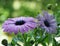 close-up of a lilac African daisy or Osteospermum with raindrops on the petals