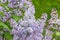 Close up of lilac blossoming in park
