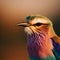 A close-up of the Lilac-breasted roller reveals its regal beauty