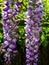 Close-up of lilac brushs of flowering branch Chinese and Japanese Wisteria