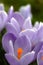 Close-up lilac crocus