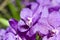 Close-up of lilac cymbidium orchid
