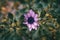 Close-up of lilac flower of osteospermum ecklonis in nature