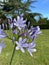 close-up of the lilac flowers of an agapanthus