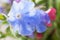 Close-up lilac flowers of lungwort with water drops. Selective focus.