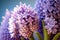 Close up of lilac Hyacinth flower. Macro photography style.