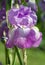 Close-up of lilac iris